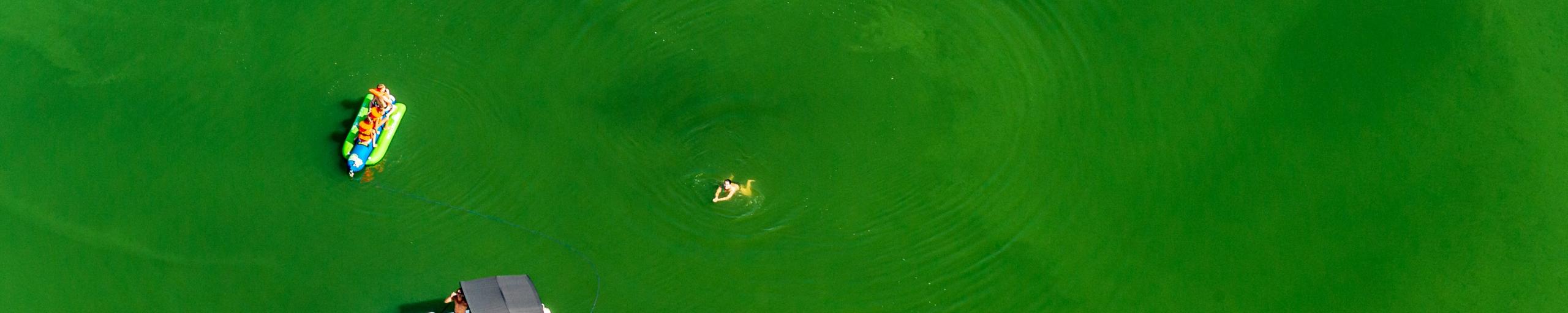 Blauwalg in Maas bij Maasbracht