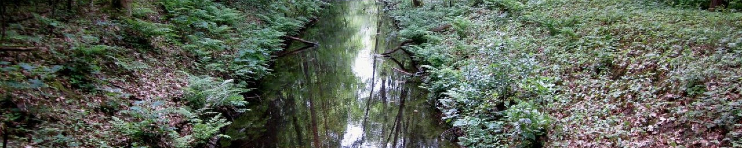 Foto van een sloot in het Waterloopbos